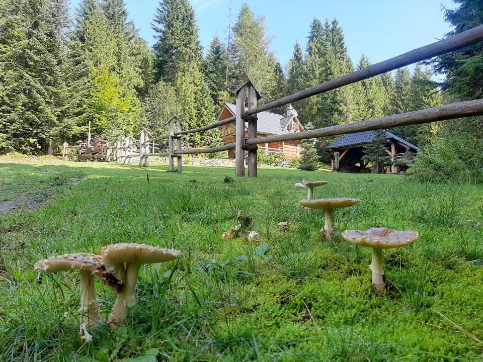 Lesna Bacowka Villa Nowy Targ Kültér fotó