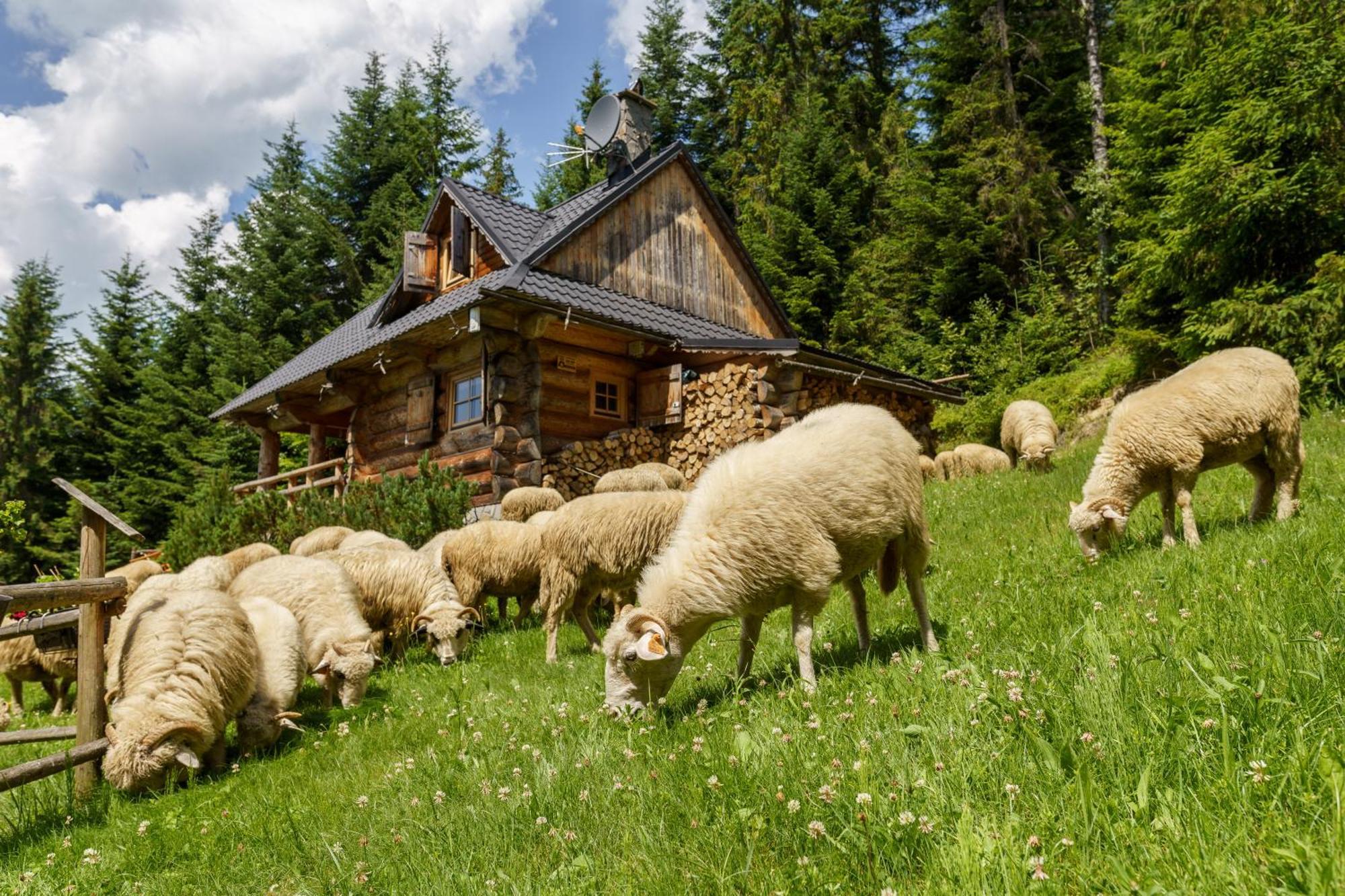 Lesna Bacowka Villa Nowy Targ Kültér fotó